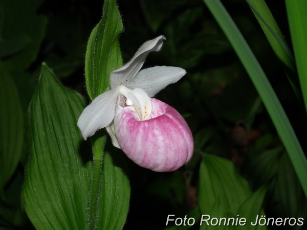 Cypripedium Ulla